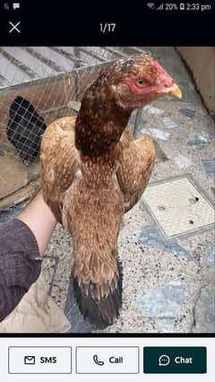 Aseel mianwali sath 3chicks age 2months