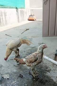 Beautiful Mianwali Pure Breed Big Size Aseel Hens Fnp RS. 3500  Lahore
