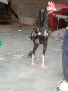 ghr cheng kar raha ho jaga nh he rakhne ki