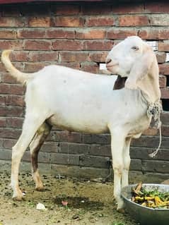Ghar ka Pala huwa Bakra