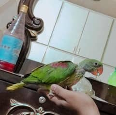 original Kashmiri raw baby parrot