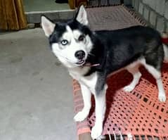 husky