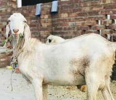 Ghr ka pala howa bakra