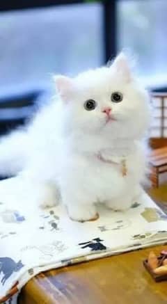 Persian cat for sale male or female my WhatsApp 03350719681