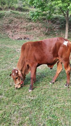 qurbani Kay liye ready age 2 sal