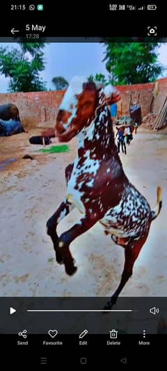 mashAllah beautiful colour, healthy and fat, Donda, castrate, 60-70 kg