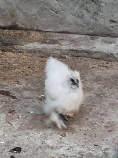 Pure Silkie