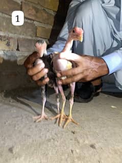 Aseel chicks mianwali