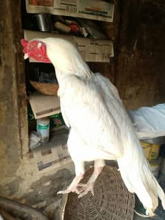 White Aseal pair for sale