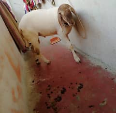 Qurbani dumba