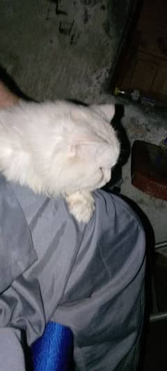 Russian male for sale