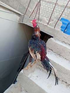 assel (phuliya murga)
