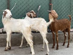Donda bakra for qurbani