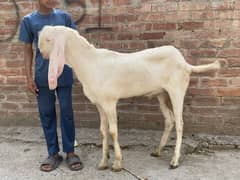 Donda bakra for qurbani