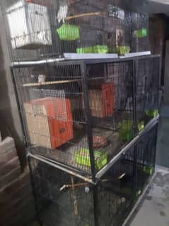 cockatiel french love bird Australian parrots and cages