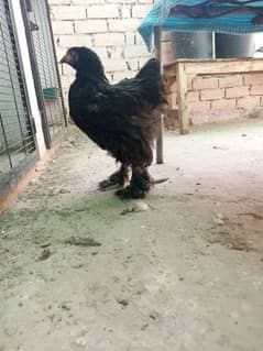 black buff female/ black bantam