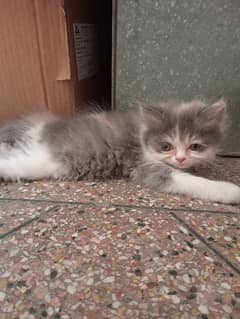 pure persian home breed kittens and adult pair