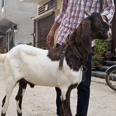 2 Dant khassi bakre