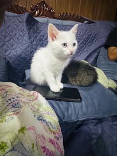 kitten Persian