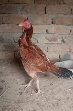2 aseel madian for sale
