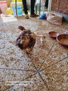 Assel chick's and Hen with Chicks