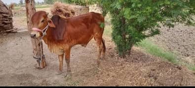 bail fare sale urgent WhatsApp number 03267483108