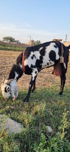 Goat (Bakri) for sale