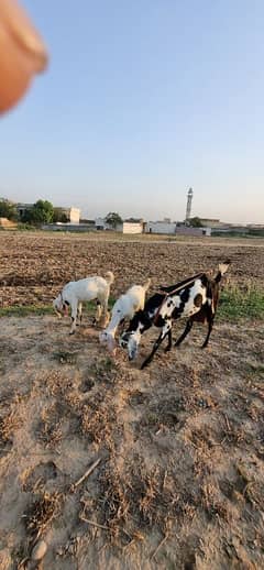 Goat (Bakri) with 2 bachy for sale