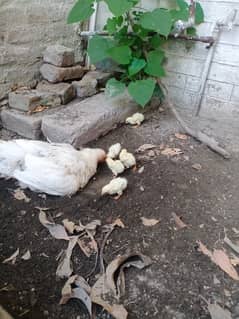 Paper White Heeri Hen With 5 Heera Chicks