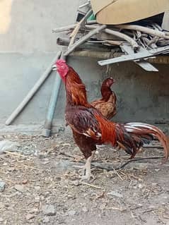 aseel murga mianwali ki breed ha .