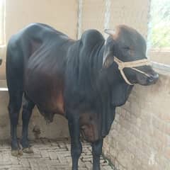 Pure Dasi Bachra Available