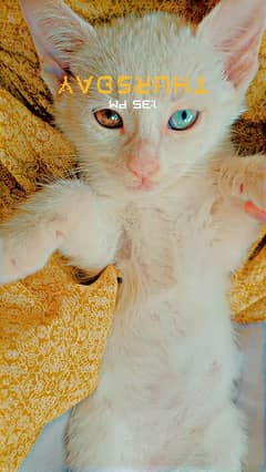 dual colored eyes