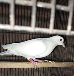 khumaray white brown one pair
