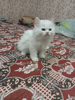 PERSAIN