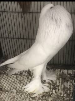 Pomeranian pouter pair white