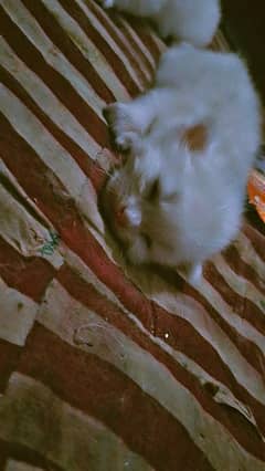 cute kitten persian cats baby only 2 weeks old