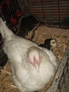 heera aseel chicks available healthy and active