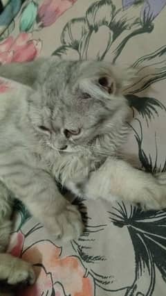 female Persian cat age 3 month