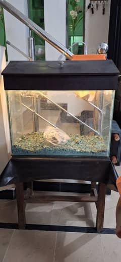 Fish aquarium for sale