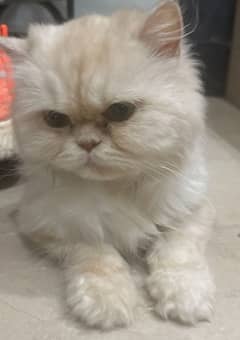 Female persian cat for crossing