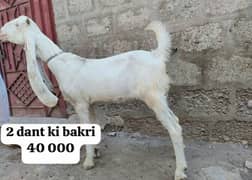 Qurbani K Dumby Or Bkri For Sale Hy     Contact Number   0370 4193850
