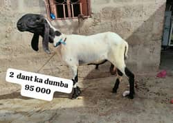 Qurbani