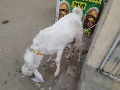 male h dono gulabi
