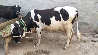 Cow with wacha
