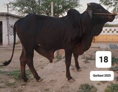 Qurbani 2025 Animals for Sale