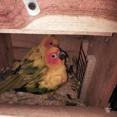 Sunconure