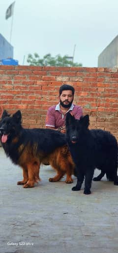Extremely Long Coat Pedigree Pair