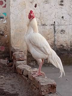 Heera