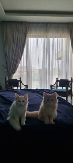 3 month old persian kittens for sale