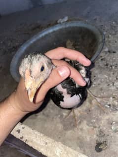 aseel chick